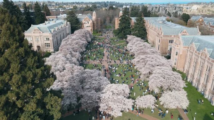 在樱花环绕的华盛顿大学，学生们正在休息