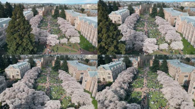 在樱花环绕的华盛顿大学，学生们正在休息