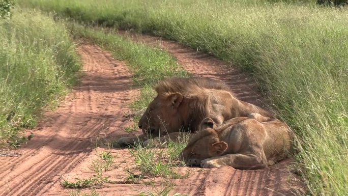 狮子夫妇在土路上休息，风吹过草丛，镜头缩小