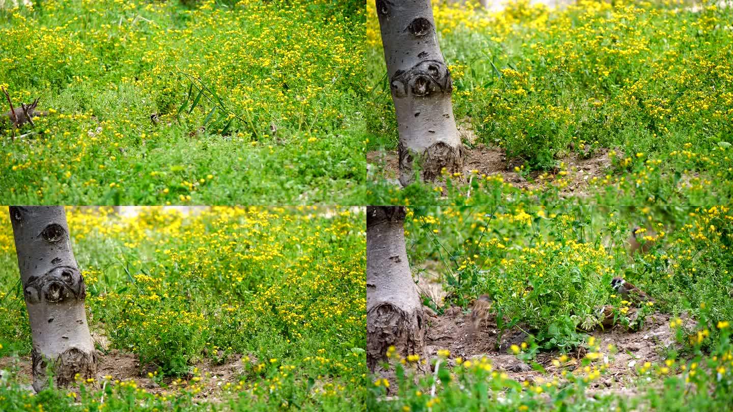 麻雀 觅食的麻雀 家雀 花丛中的麻雀