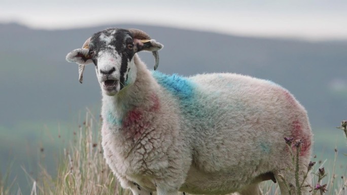 田野里有一只色彩斑斓的绵羊，背景是风景如画的群山。缩小