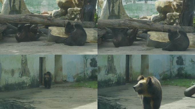 2023广州动物园游览棕熊灰熊黑熊