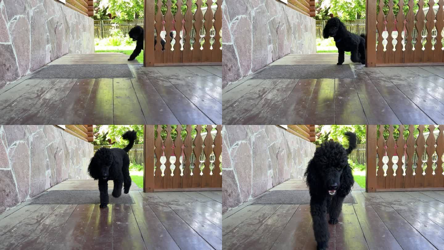滑稽的黑狗狮子狗滑稽地跑上楼梯，向相机的主人伸出舌头，踉跄着。在野外训练宠物的过程。最好的朋友的概念