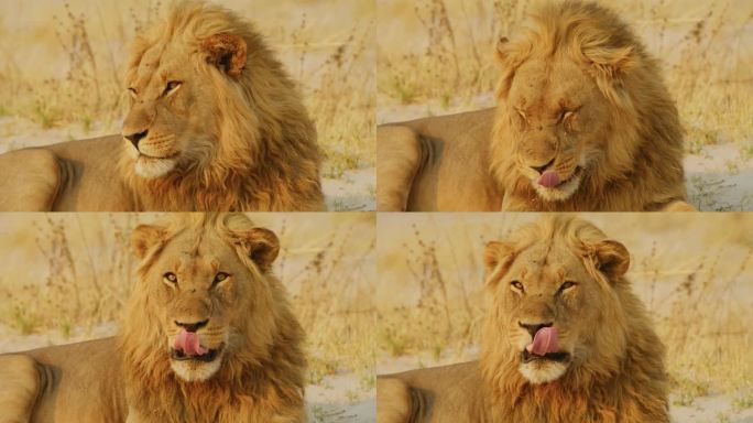 狮子脸的特写