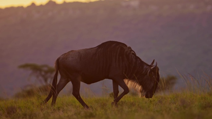 慢动作角马近距离行走在草地上在非洲大草原草原景观风景，非洲马赛马拉野生动物园野生动物在美丽的黄金时间