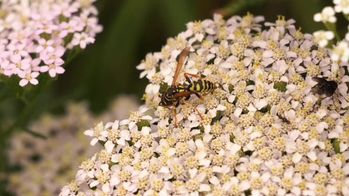一只黄蜂在一朵白花上觅食