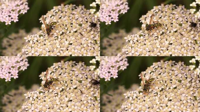 一只黄蜂在一朵白花上觅食