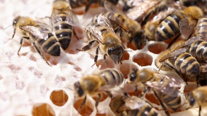 许多蜜蜂在蜂巢里储存蜂蜜