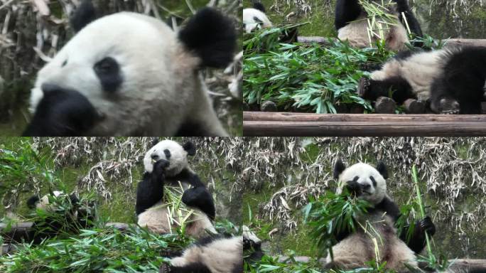 大熊猫宝宝吃竹子睡觉视频