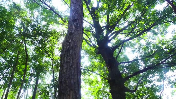 秦岭野生动植物生态环境红豆杉独叶草