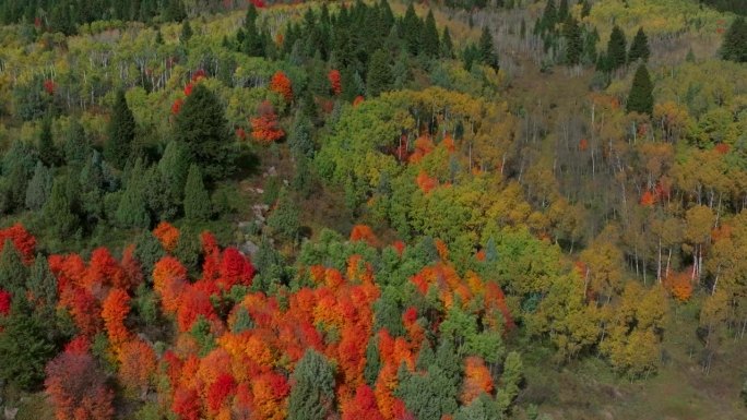 电影无人机航拍令人惊叹的秋天温暖多彩的颜色流行红橙黄绿茂密的白杨树沟森林大塔吉通道爱达荷州大提顿斯国