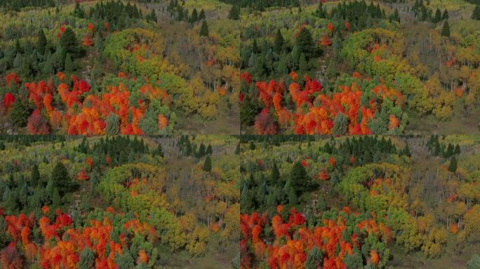 电影无人机航拍令人惊叹的秋天温暖多彩的颜色流行红橙黄绿茂密的白杨树沟森林大塔吉通道爱达荷州大提顿斯国
