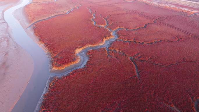 航拍青岛秋天的红海滩湿地