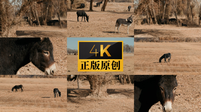 毛驴动物特写畜牧业牧场