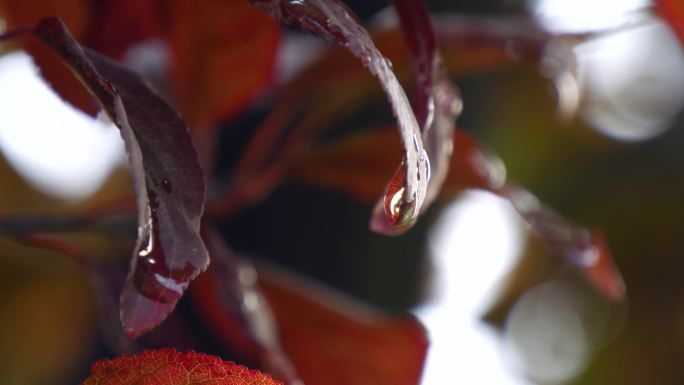 露珠 雨滴 树叶上的水珠
