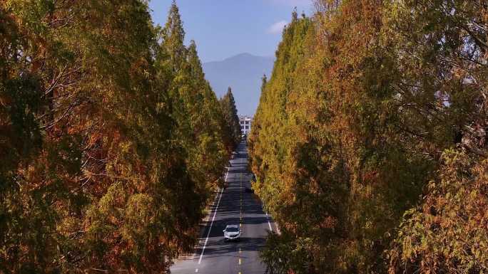 水杉公路