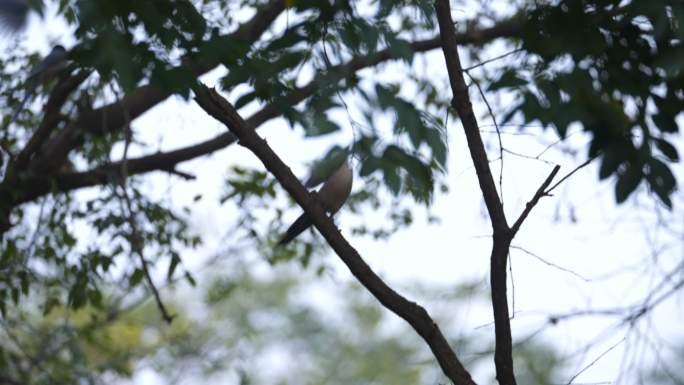 树枝上的喜鹊