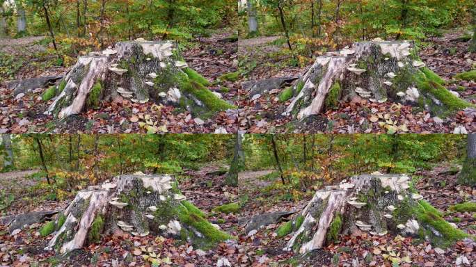 苍老的青苔在秋天的树桩上，转瞬即逝，树梢上闪着蘑菇