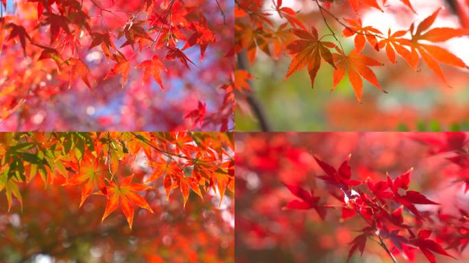 秋天枫叶风景