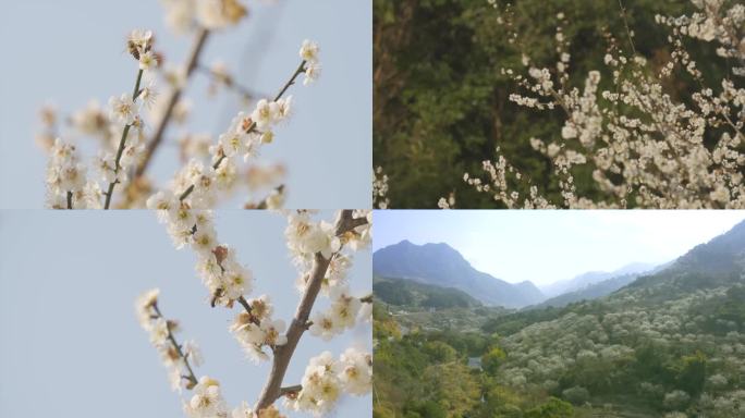 福州永泰葛岭梅花林