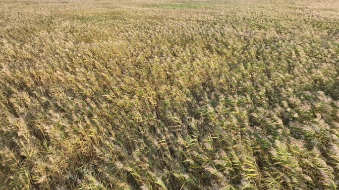 4K实拍风中芦苇飘摇唯美意境湿地