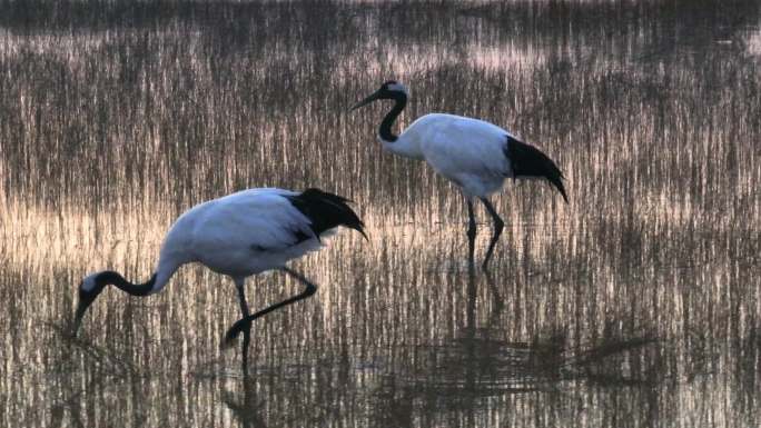 4K丹顶鹤悠闲野生动物湿地保护区
