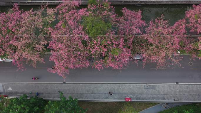 中国广东省广州市荔湾区坦尾美丽异木棉