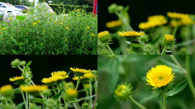 旋覆花 金佛花 金佛草 六月菊2