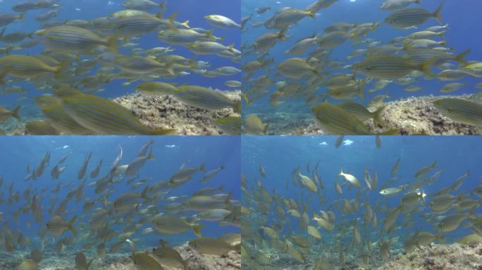在清澈的蓝色海水中，水下的金色带状鱼群——萨勒马鱼