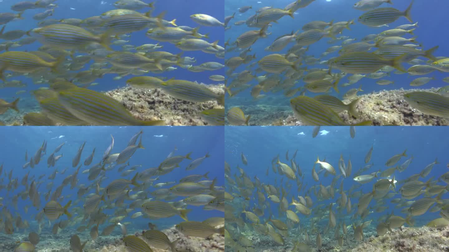 在清澈的蓝色海水中，水下的金色带状鱼群——萨勒马鱼