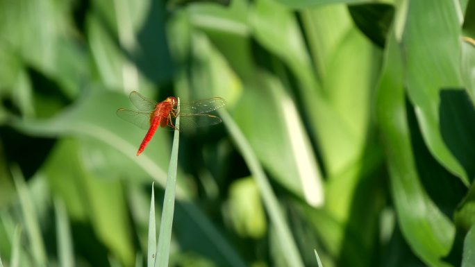 蜻蜓 红蜻蜓