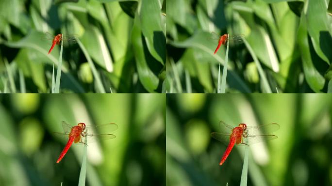 蜻蜓 红蜻蜓