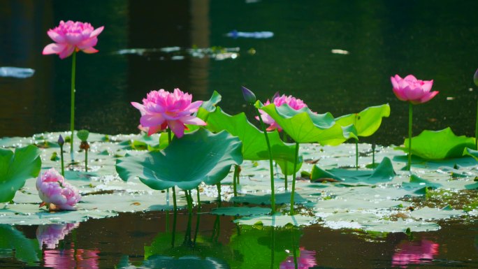 睡莲 水洋花 子午莲4