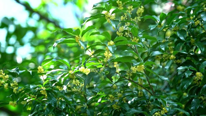 桂花各种特写光影流动