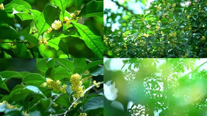 桂花各种特写光影流动