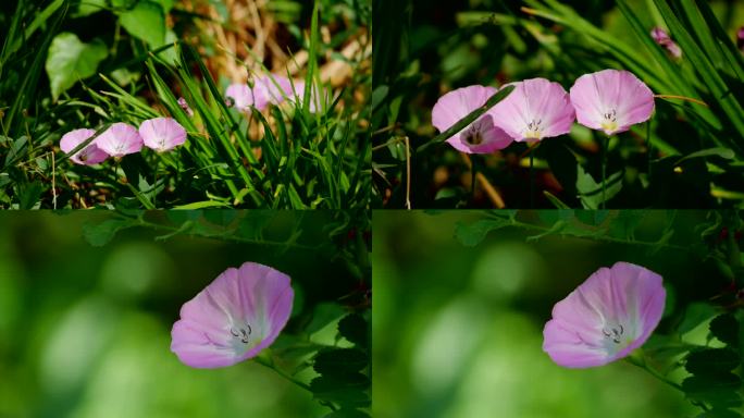 田旋花 小旋花 野牵牛