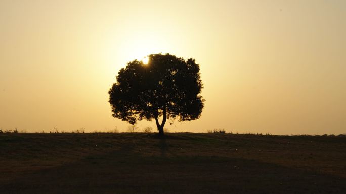 (4k商用)夕阳一棵树 孤独 写意