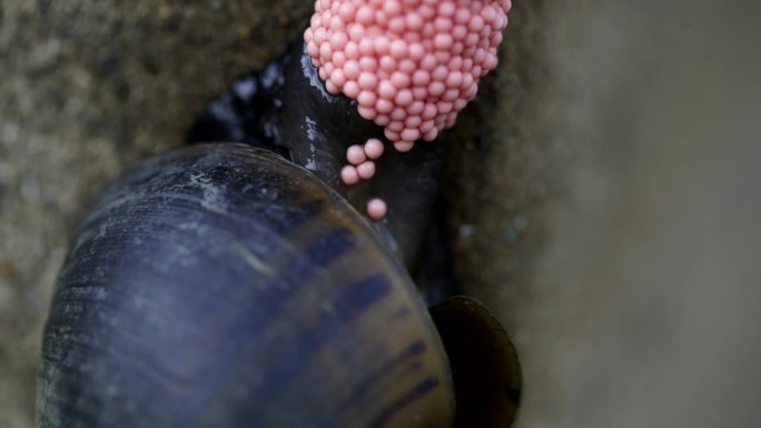 蜗牛卵