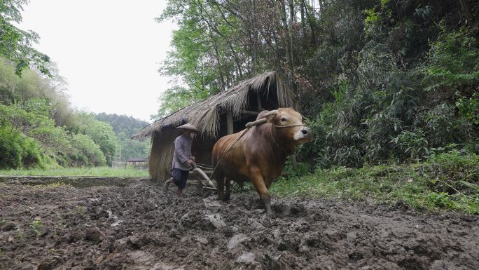 4K农村纯朴农民老黄牛耕地犁地