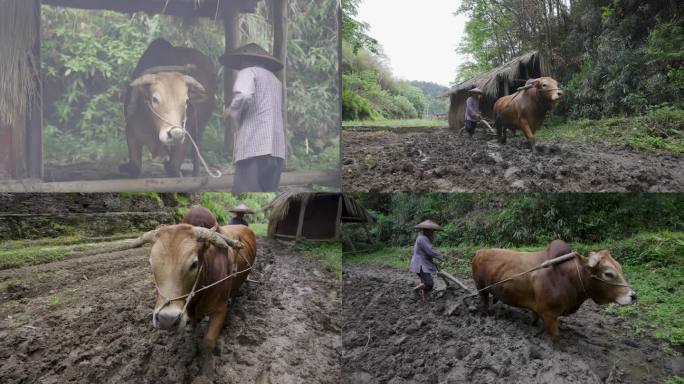 4K农村纯朴农民老黄牛耕地犁地