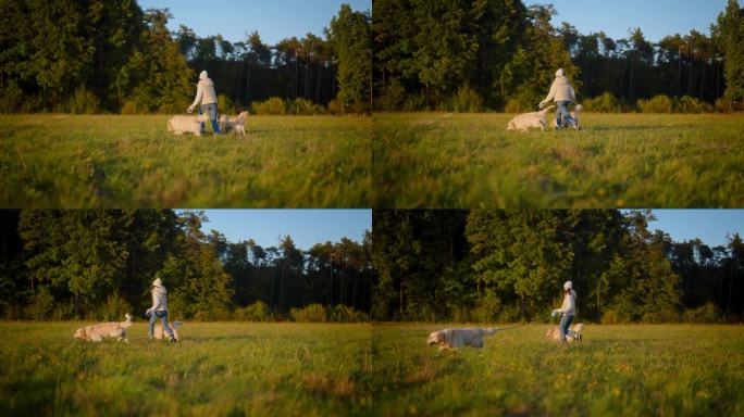 一名女子牵着两条拴着皮带的金毛猎犬在草地上奔跑。穿暖和的衣服