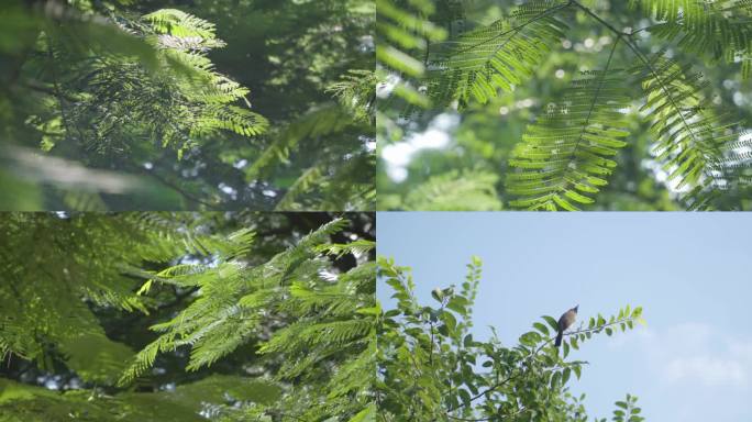 唯美逆光绿植空镜