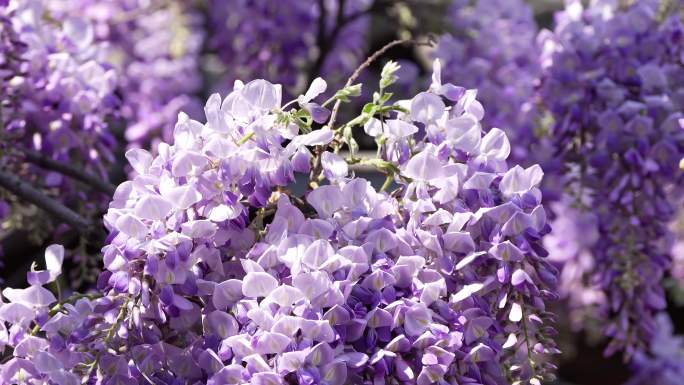 紫藤萝开花