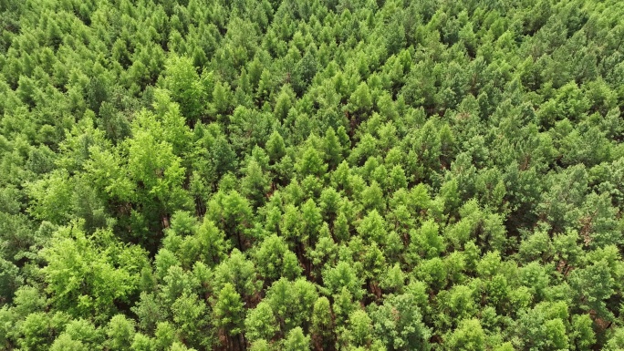 更新造林人工林