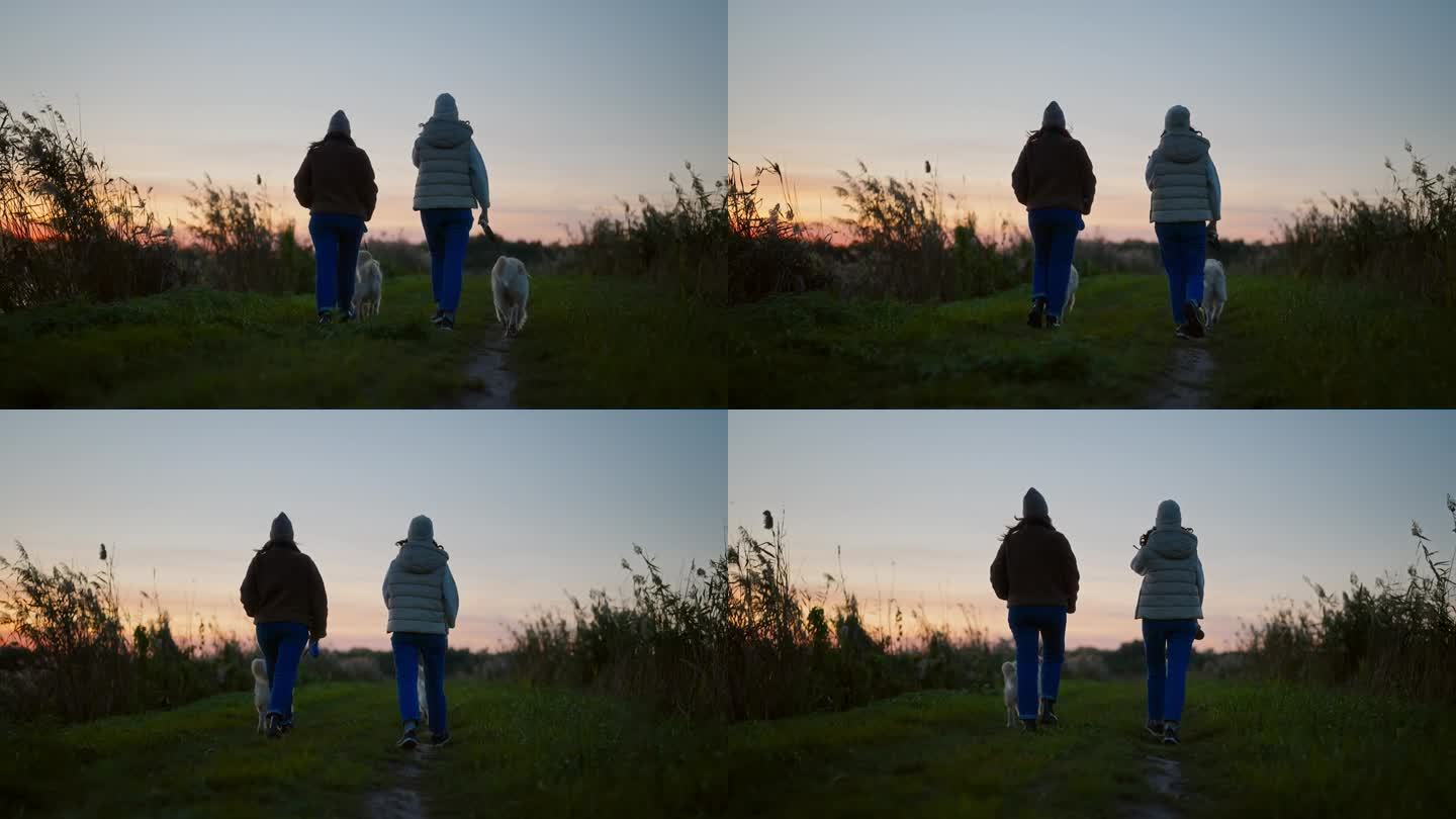 日落时分，两个女人在湖边的草地上遛着金毛猎犬。芦苇随风摇摆
