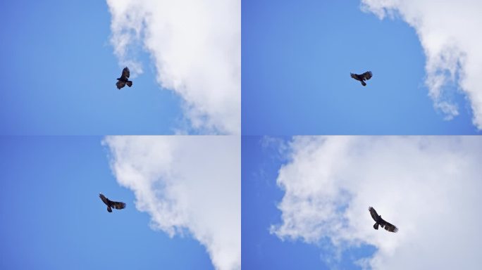 金鹰在怀俄明州的云层中滑翔