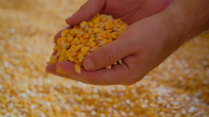 农夫的手在摘玉米粒。特写镜头