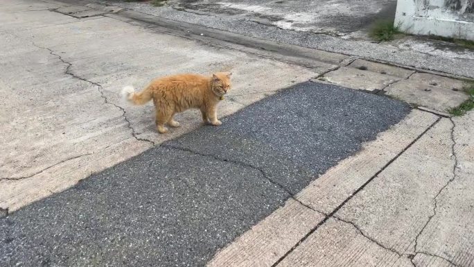路上有一只大猫