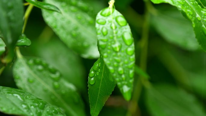 雨后水珠 露珠 叶子上的露珠 水珠5