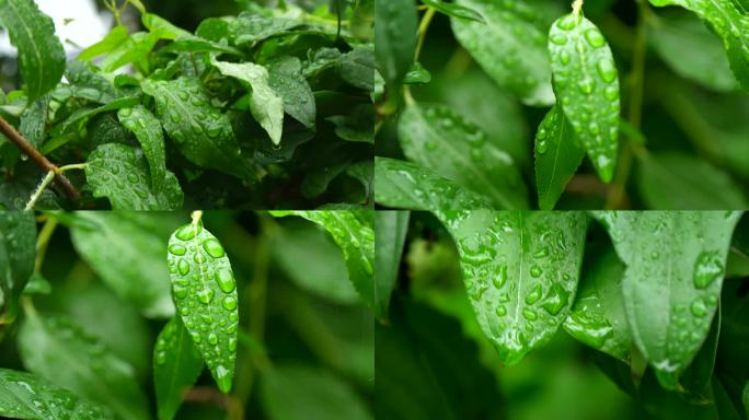 雨后水珠 露珠 叶子上的露珠 水珠5